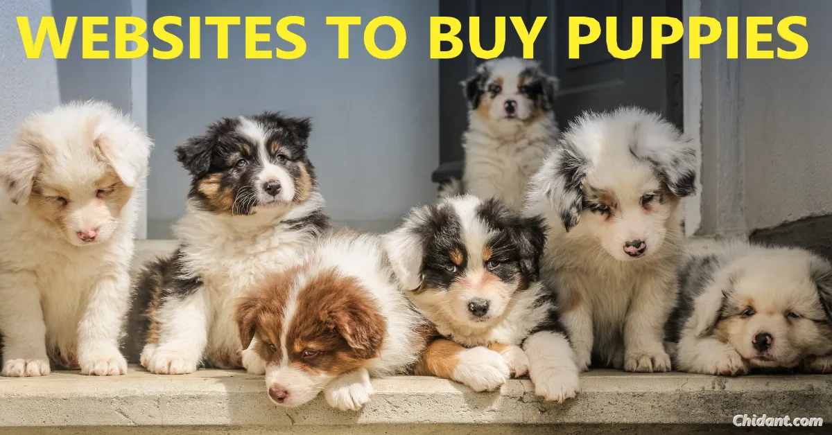 Best Websites to Buy Puppies